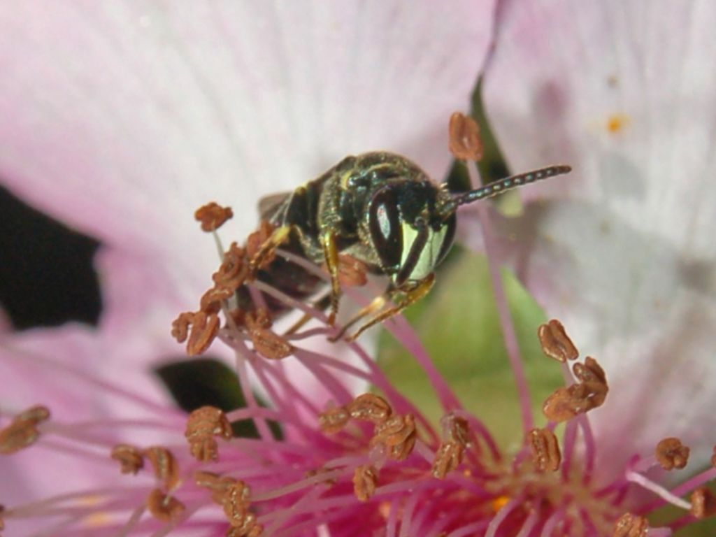 Hylaeus sp. M. (Apidae Colletinae)